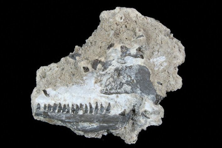 Permian Reptile (Unidentified) Jaw Section - Oklahoma #77990